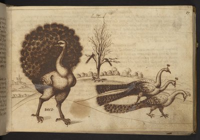 Add. 82955, f.53 Pavoni (