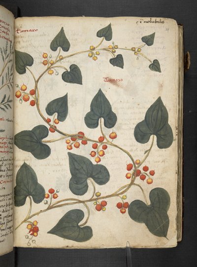 Add MS 41623 