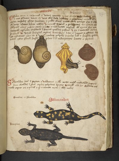 Add MS 41623 Chiocciole e Salamandra, da 