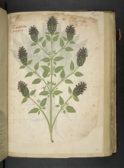 Consolida, da Erbario, Belluno da Italian School
