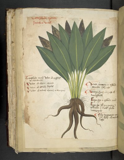 Add MS 41623 f.103v Confolida, da 