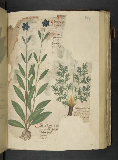 Add MS 41623 f.104r Sassifraga, da 