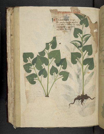 Add MS 41623 f.104v Anthurium, da 