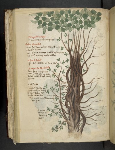 Add MS 41623 f.110v Albero di mangrovia, da 