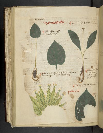 Pulmonaria, Erbario, Belluno da Italian School