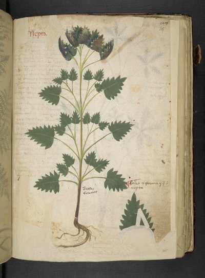 Add MS 41623 f.115r Nepta, da 
