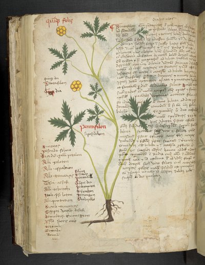 Pentafilon (o Potentilla), Erbario, Belluno da Italian School