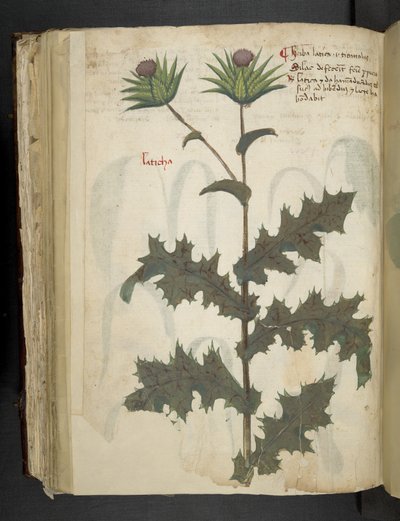 Cardo, Erbario, Belluno da Italian School