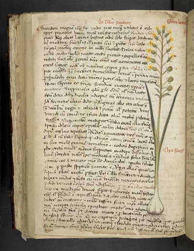 Add MS 41623 f.119v 