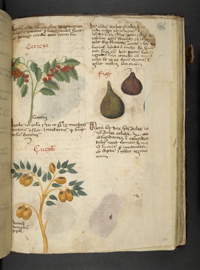 Add MS 41623 f.121r Alberi da frutto e fichi, da 