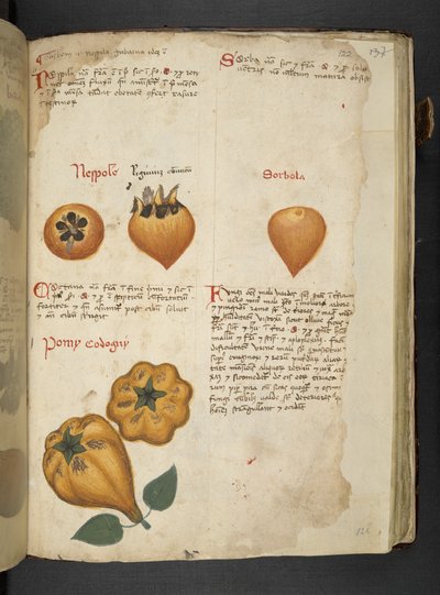 Pere Cotogne e Sorbo, dall