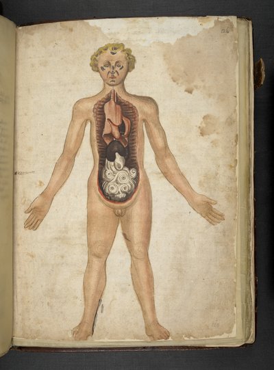 Organi interni di un umano, da Erbario, Belluno da Italian School