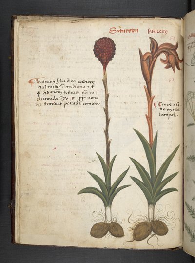 Erbario, Belluno da Italian School