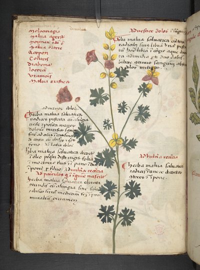 Add MS 41623 f.19v 