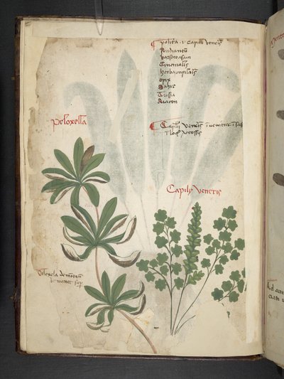 Erbario, Belluno da Italian School