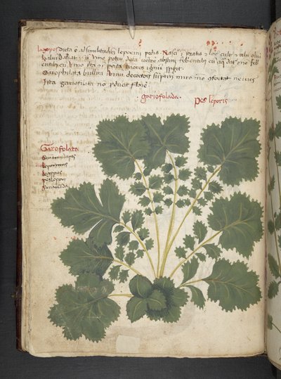 Add MS 41623 f.24v 