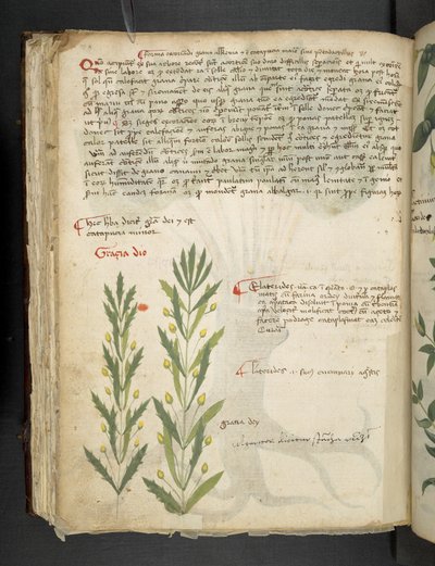 Erbario, Belluno da Italian School