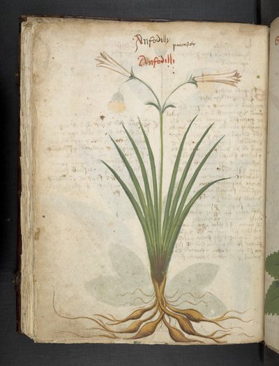 Add MS 41623 f.64v 