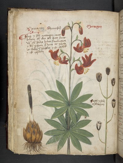 Add MS 41623 f.66v 
