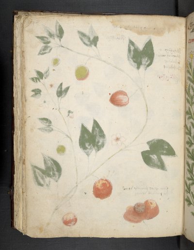 Erbario, Belluno da Italian School