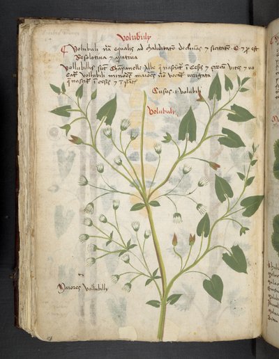 Add MS 41623 f.75v 