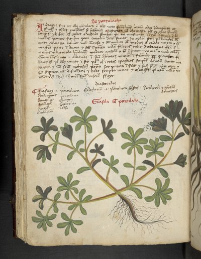 La Portulaca, da Erbario, Belluno da Italian School