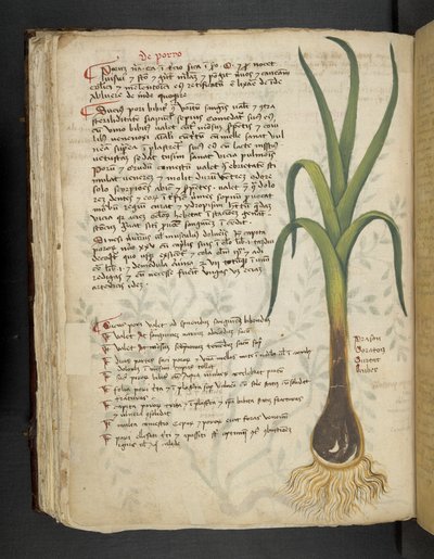 Add MS 41623 f.87v De Porro 