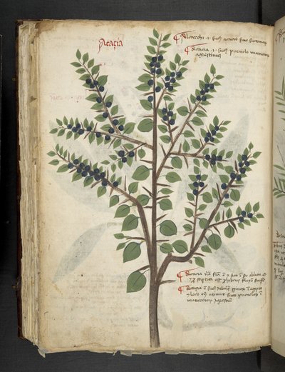 Erbario, Belluno da Italian School