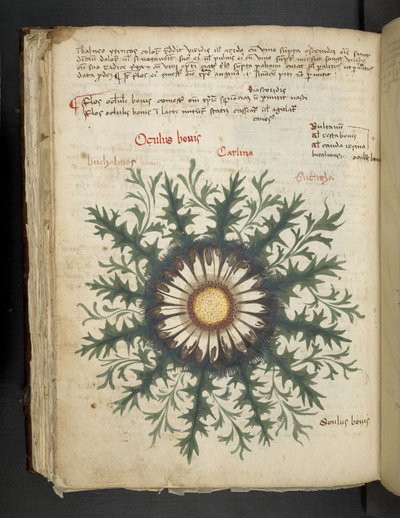 Carlina, Erbario, Belluno da Italian School