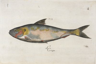Agone, illustrazione da 