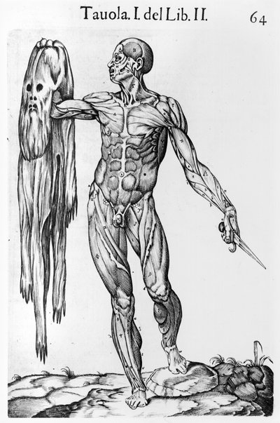 Studio anatomico, tavola 64, illustrazione da Anatomia del corpo umano di Juan de Valverde, Roma, 1560 da Italian School