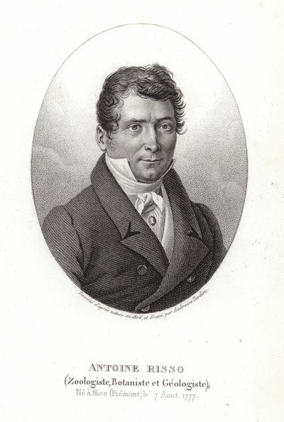 Antoine Risso da Italian School