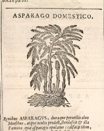 Asparago (Asparagus officinalis), incisione di Castore Durante da Italian School