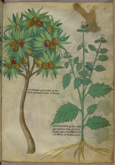 Illustrazione botanica da Italian School