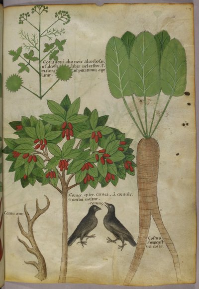 Illustrazione botanica di piante e uccelli, c.1440 da Italian School