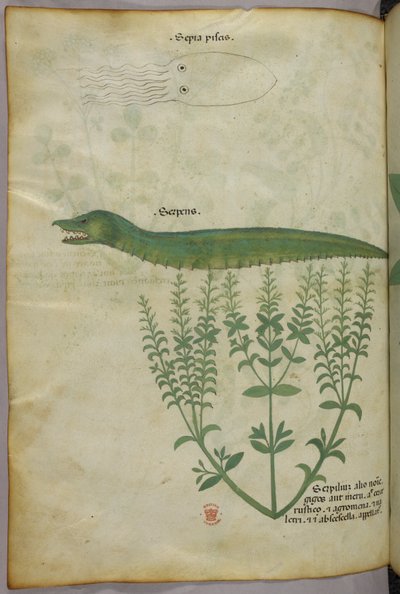 Illustrazione botanica e animale di una pianta, un calamaro e un serpente, 1440 circa (inchiostro e colore su pergamena) da Italian School