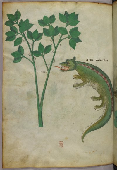 Illustrazione botanica e animale di una pianta e di un coccodrillo, 1440 circa (inchiostro e colore su pergamena) da Italian School