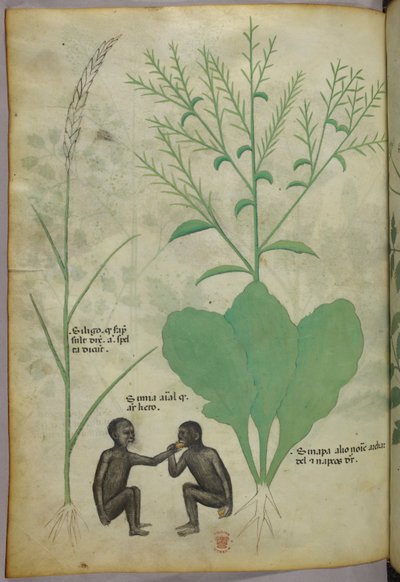 Illustrazione botanica e animale di una pianta e due scimmie, 1440 circa (inchiostro e colore su pergamena) da Italian School