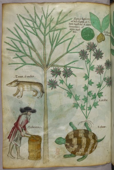 Illustrazione botanica e animale di piante, una tartaruga, un uomo e un altro animale, 1440 circa (inchiostro e colore su pergamena) da Italian School