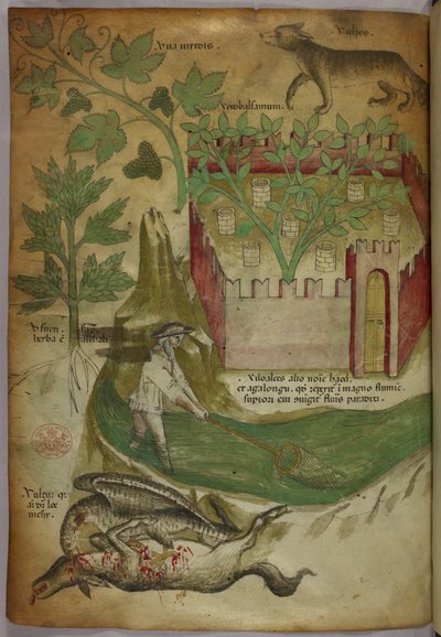 Illustrazione botanica e animale di piante, un giardino recintato, un lupo, un uomo che pesca in un ruscello con una rete e un avvoltoio che becca la carcassa di un animale, 1440 circa (inchiostro e colore su pergamena) da Italian School