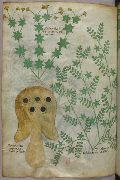 Illustrazione botanica e animale di piante e di un pesce siluro, 1440 circa (inchiostro e colore su pergamena) da Italian School