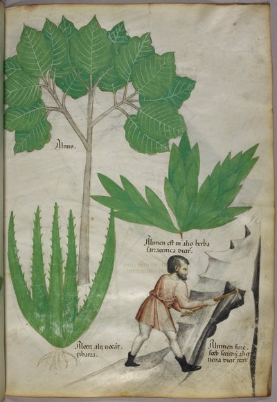 Illustrazione botanica di un uomo con un