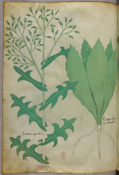 Illustrazione botanica, 1440 circa (inchiostro e colore su pergamena) da Italian School