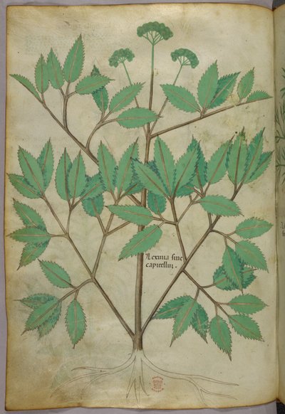 Illustrazione botanica, 1440 circa (inchiostro e colore su pergamena) da Italian School