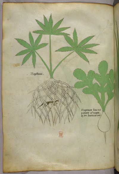 Illustrazione botanica, 1440 circa (inchiostro e colore su pergamena) da Italian School