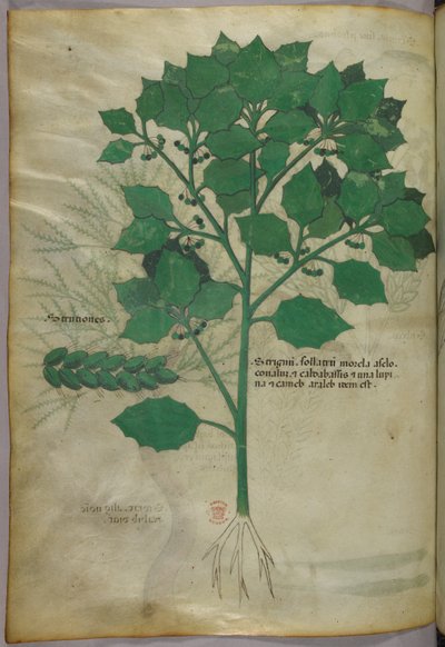 Illustrazione botanica, 1440 circa (inchiostro e colore su pergamena) da Italian School