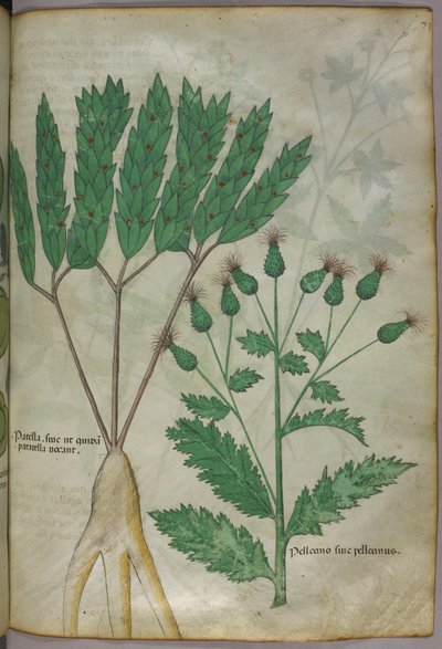 Illustrazione botanica, 1440 circa (inchiostro e colore su pergamena) da Italian School