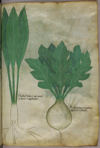 Illustrazione botanica, 1440 circa (inchiostro e colore su pergamena) da Italian School