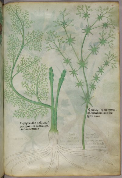 Illustrazione botanica, 1440 circa (inchiostro e colore su pergamena) da Italian School