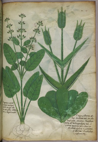Illustrazione botanica, 1440 circa (inchiostro e colore su pergamena) da Italian School